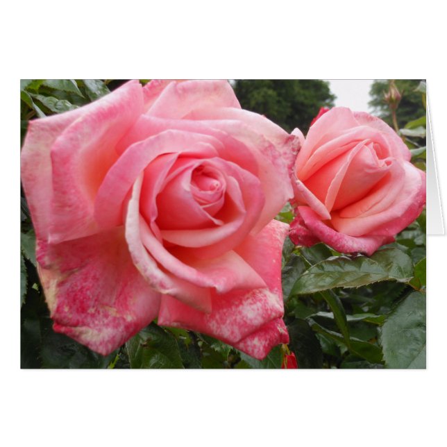 ピンクのバラ、ベルファストの植物園、NI (正面横)