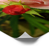 ピンクのバラ ポスター (角)