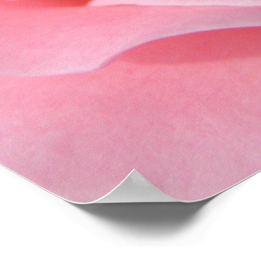 ピンクのバラ ポスター (角)