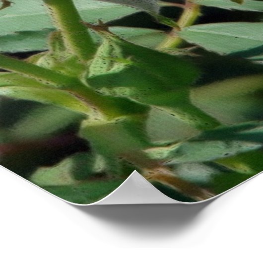 ピンクのバラ ポスター (角)