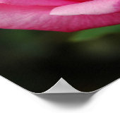 ピンクのバラ ポスター (角)