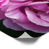 ピンクのバラ ポスター (角)