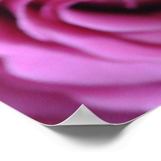 ピンクのバラ ポスター (角)