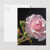 ピンクのバラ ポストカード (正面/裏面)