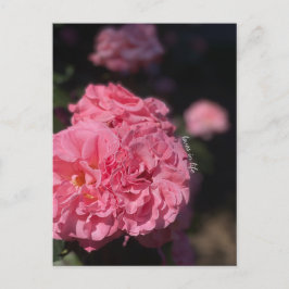 ピンクのバラ ポストカード