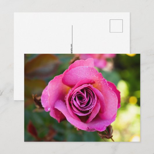 ピンクのバラ ポストカード (正面/裏面)