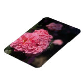 ピンクのバラ マグネット (左側)