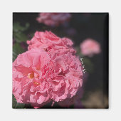 ピンクのバラ マグネット (正面)