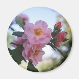 ピンクのバラ マグネット