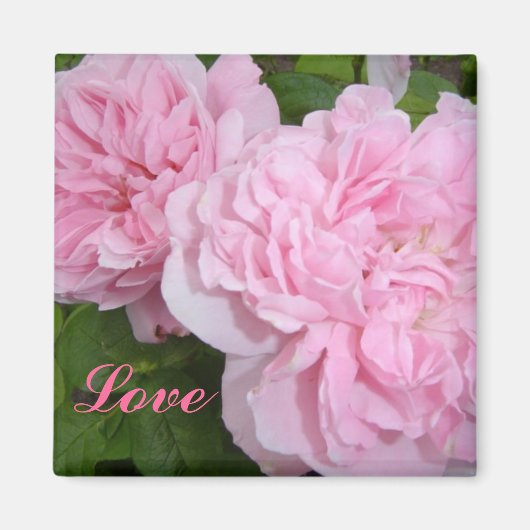 ピンクのバラ マグネット (正面)