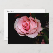 ピンクのバラ 案内ポストカード (正面/裏面)
