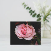 ピンクのバラ 案内ポストカード (スタンド正面)