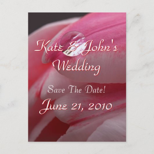 ピンクのバラ 案内ポストカード (正面)