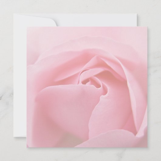 ピンクのバラ • 結婚式の日程予告 セーブザデート (裏面)