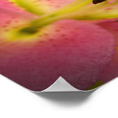 ピンクのパーフェクトリリー ポスター (角)