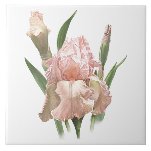 ピンクのヒゲアイリス　植物画 タイル (正面)