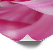 ピンクのヒヤシンスの花 ポスター (コーナー)
