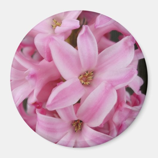 ピンクのヒヤシンスの花 マグネット (正面)