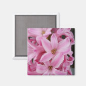 ピンクのヒヤシンスの花 マグネット (正面/裏面)