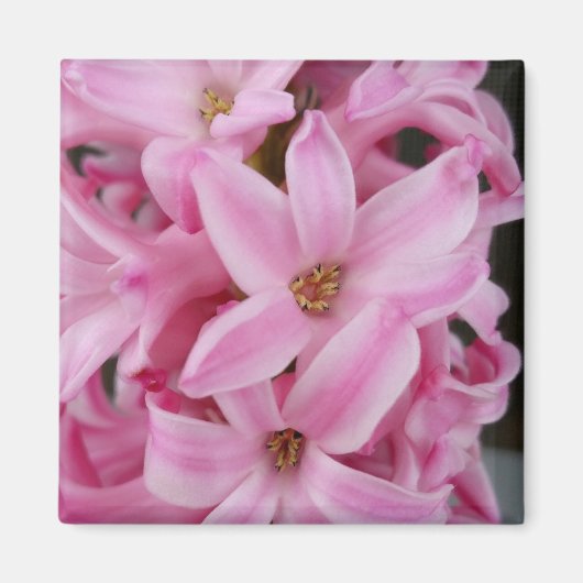 ピンクのヒヤシンスの花 マグネット (正面)