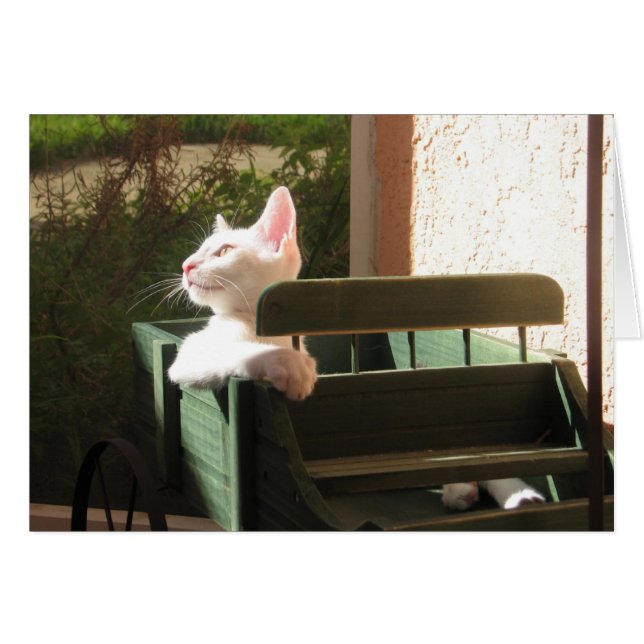 ピンクのヒョウは再度乗ります (正面横)