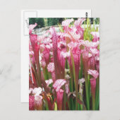 ピンクのピッチャー植物；ピンクの花 ポストカード (正面/裏面)