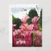 ピンクのピッチャー植物 ポストカード (正面/裏面)