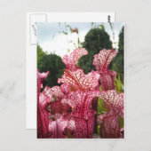 ピンクのピッチャー植物 ポストカード (正面/裏面)