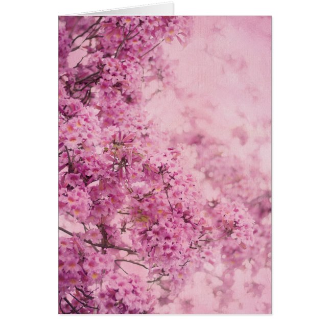 ピンクのピンク (正面)