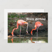 ピンクのフラインゴのペア 野生の写真 誕生日 ポストカード (正面/裏面)