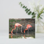 ピンクのフラミンゴのペア野生生物写真 ポストカード (スタンド正面)