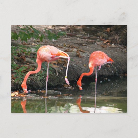 ピンクのフラミンゴのペア野生生物写真 ポストカード (正面)