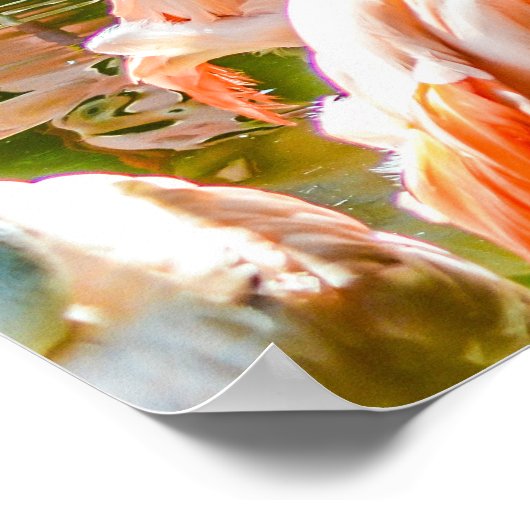 ピンクのフラミンゴのポスター ポスター (角)