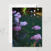 ピンクのフラミンゴの写真はがき ポストカード (正面/裏面)
