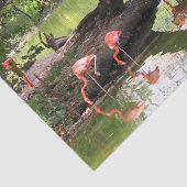 ピンクのフラミンゴの群れの野生生物写真 薄葉紙 (詳細)