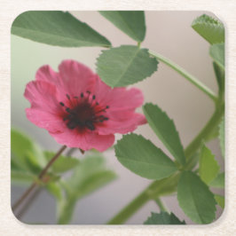ピンクのフラワーコースター スクエアペーパーコースター