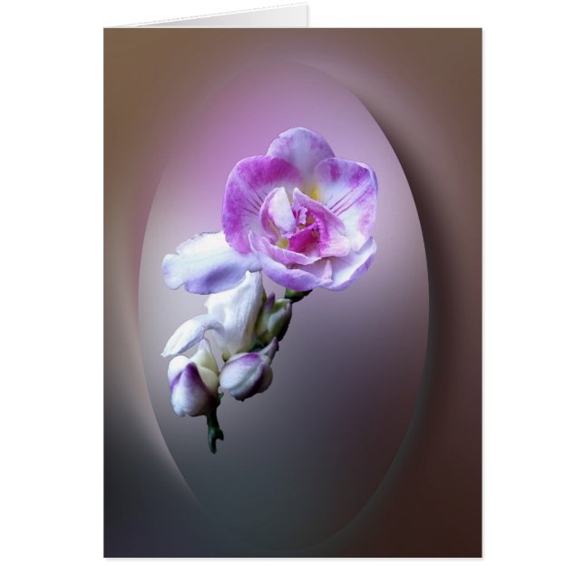 ピンクのフリーシア (正面)