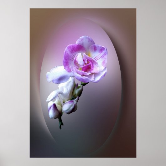 ピンクのフリーシア ポスター (正面)