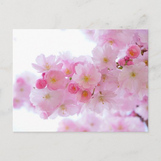 ピンクのフローラはがき ポストカード (正面)