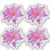 ピンクのフローラピンクの花デイジーひまわり シール (正面)
