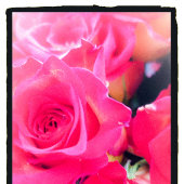 ピンクのブリスボタン 缶バッジ