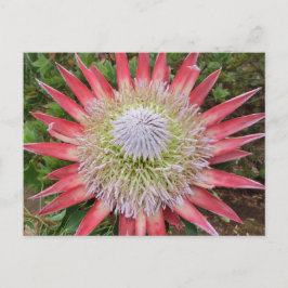 ピンクのプロテアの開花植物ハワイ葉書 ポストカード