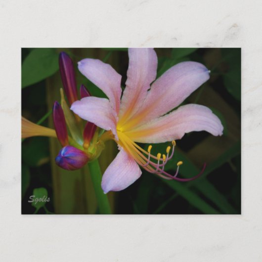 ピンクのベルドンナ・ユリの花 ポストカード (正面)
