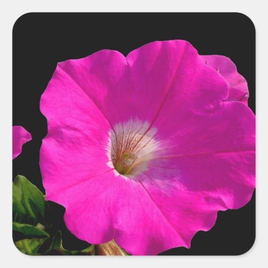 ピンクのペチュニアの花 スクエアシール (正面)