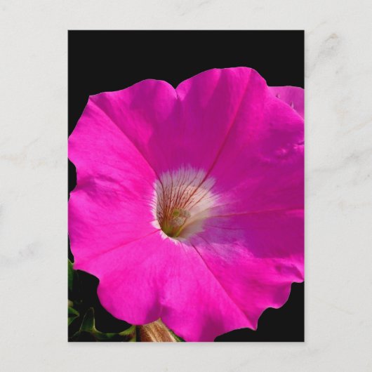 ピンクのペチュニアの花 ポストカード (正面)