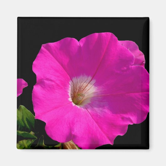 ピンクのペチュニアの花 マグネット (正面)