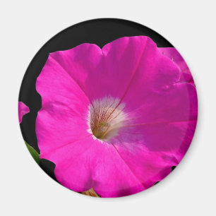 ピンクのペチュニアの花 マグネット