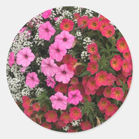 ピンクのペチュニアの花 春 ラウンドシール (正面)