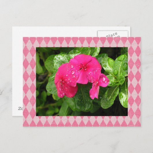 ピンクのペリウィンクルアーガイルはがき ポストカード (正面/裏面)