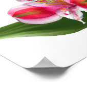 ピンクのペルーのユリ花アートプリントポスター ポスター (角)